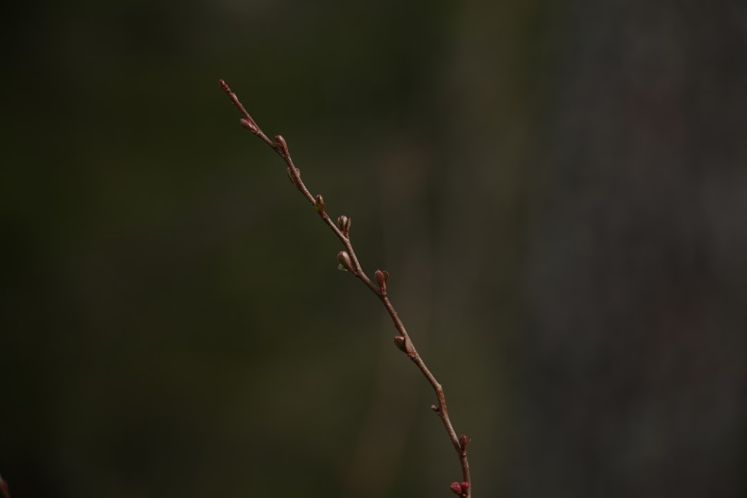 Photo stearin